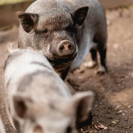 Kleine Auszeit - Urlaub Auf Dem Bauernhof Apartament Immenstedt (Dithmarschen)
