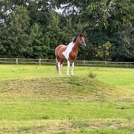 Apartament Kleine Auszeit - Urlaub Auf Dem Bauernhof Immenstedt (Dithmarschen)