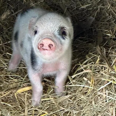 Kleine Auszeit - Urlaub Auf Dem Bauernhof Apartmán