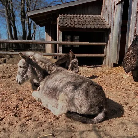 Kleine Auszeit - Urlaub Auf Dem Bauernhof * Immenstedt (Dithmarschen)